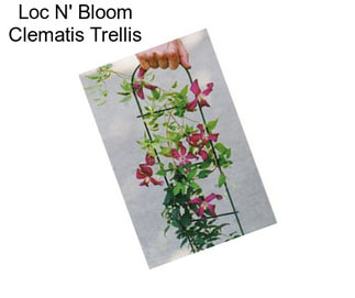 Loc N\' Bloom Clematis Trellis