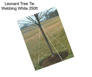 Leonard Tree Tie Webbing White 250ft