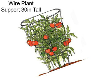 Wire Plant Support 30in Tall