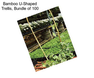 Bamboo U-Shaped Trellis, Bundle of 100