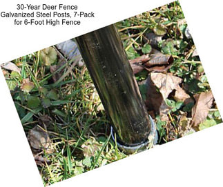 30-Year Deer Fence Galvanized Steel Posts, 7-Pack for 6-Foot High Fence