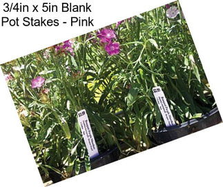 3/4in x 5in Blank Pot Stakes - Pink