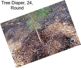 Tree Diaper, 24\