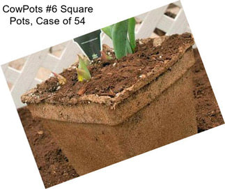 CowPots #6 Square Pots, Case of 54