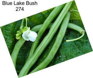 Blue Lake Bush 274