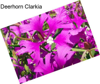 Deerhorn Clarkia