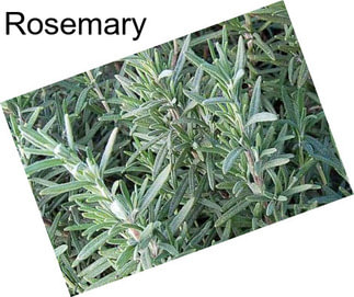 Rosemary