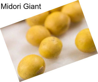 Midori Giant