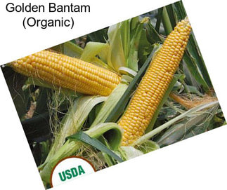 Golden Bantam (Organic)