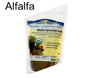 Alfalfa