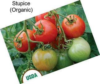 Stupice (Organic)