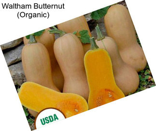 Waltham Butternut (Organic)