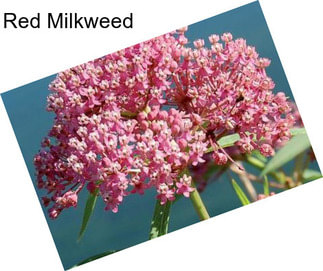 Red Milkweed