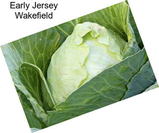 Early Jersey Wakefield