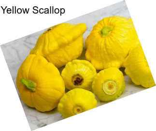 Yellow Scallop