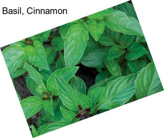 Basil, Cinnamon