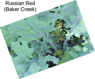 Russian Red (Baker Creek)