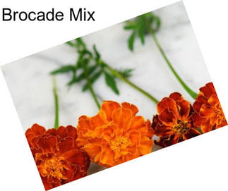 Brocade Mix