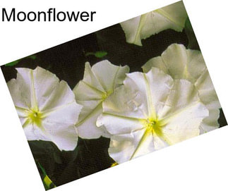 Moonflower