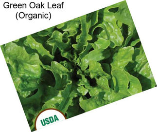 Green Oak Leaf (Organic)