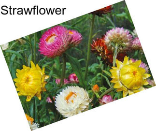 Strawflower