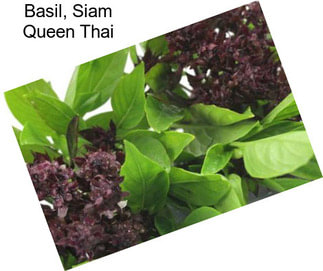 Basil, Siam Queen Thai