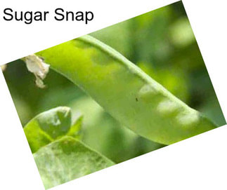 Sugar Snap