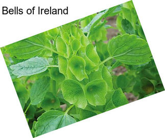 Bells of Ireland