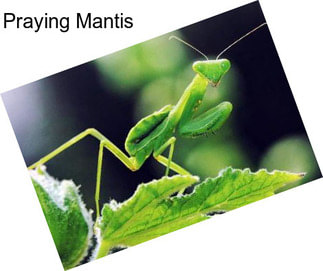 Praying Mantis