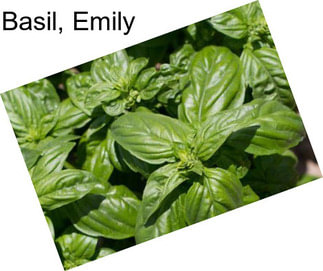 Basil, Emily