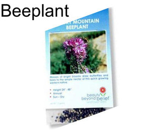 Beeplant