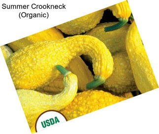 Summer Crookneck (Organic)