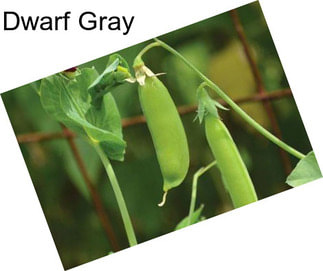 Dwarf Gray