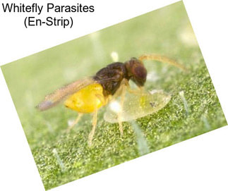 Whitefly Parasites (En-Strip)