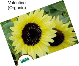 Valentine (Organic)