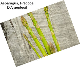 Asparagus, Precoce D\'Argenteuil