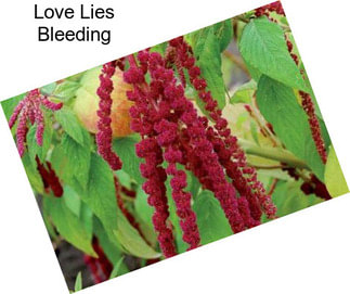 Love Lies Bleeding