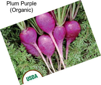 Plum Purple (Organic)