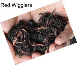 Red Wigglers