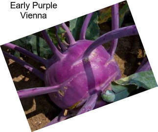 Early Purple Vienna