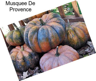 Musquee De Provence