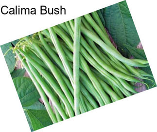 Calima Bush