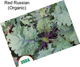 Red Russian (Organic)