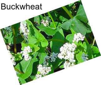 Buckwheat