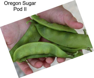 Oregon Sugar Pod II