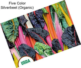 Five Color Silverbeet (Organic)