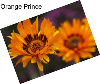 Orange Prince