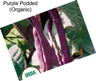 Purple Podded (Organic)