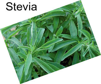 Stevia