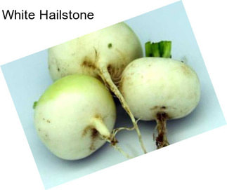 White Hailstone